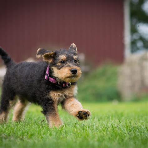 4 Fun Facts About Airedale Terriers Greenfield Puppies