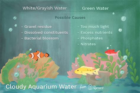 Cloudy Aquarium Water Causes And Cures