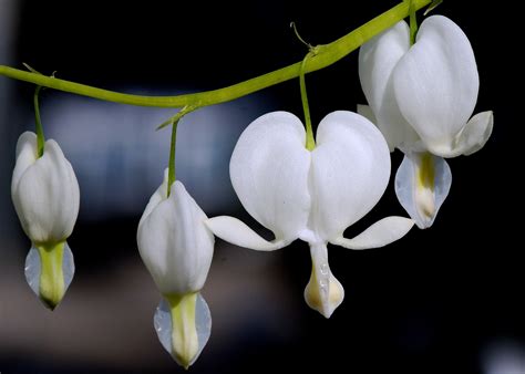 Free Images Blossom White Flower Petal Bloom Love Botany