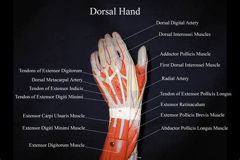 Dorsalhandmodel