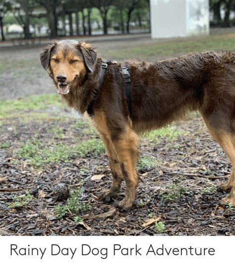 Rainy Day Dog Park Adventure Dog Meme On Meme