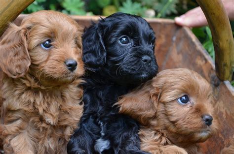 With physical disabilities or people living with anxiety, depression our cavoodle puppies are happy, health family pets with many advantages over other cavoodles you may see for sale. Toy Cavoodles :) ~~almost bought him one of these today! I ...