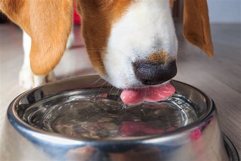 In this way, a dog drinking excessive water can be a useful indicator that something is wrong with your dog before he becomes obviously ill. Pets Need Clean Drinking Water, Too - Here's Why ...