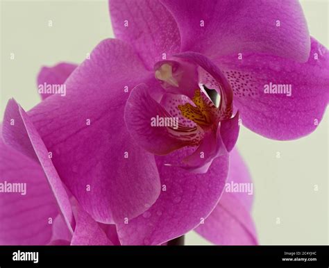 Phalaenopsis Orchid Flower Hi Res Stock Photography And Images Alamy