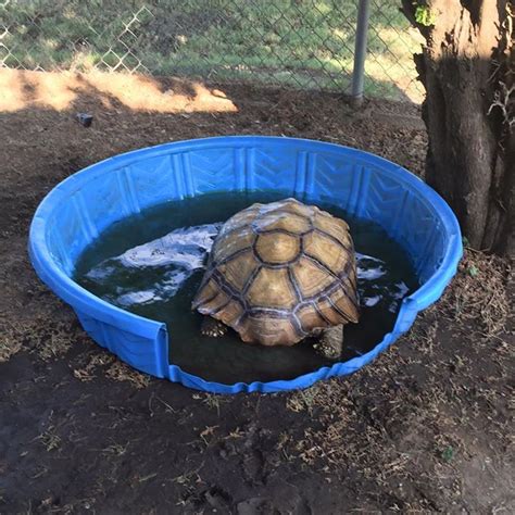 Kiddie Pool Tortoise Soaking Tub Idea Sulcata Tortoise Outdoor