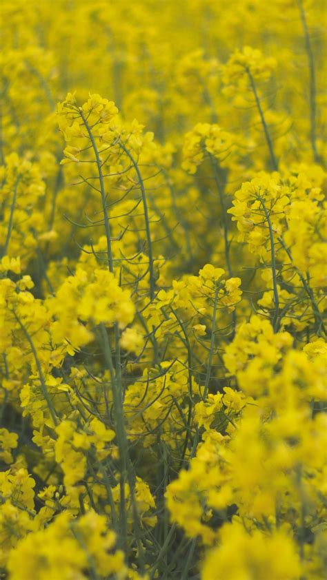 Yellow Rapeseed Flowers Field 4k Hd Flowers Wallpapers Hd Wallpapers