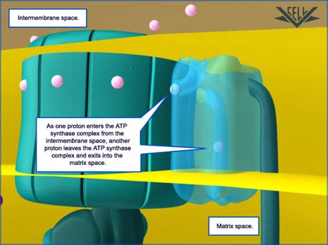 View atp synthase research papers on academia.edu for free. VCAC: Cellular Processes: ATP Synthase: Advanced Look: Pumping