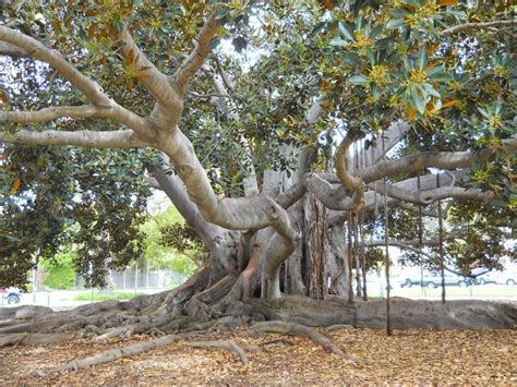 Balboa Park Trees San Diego National Park