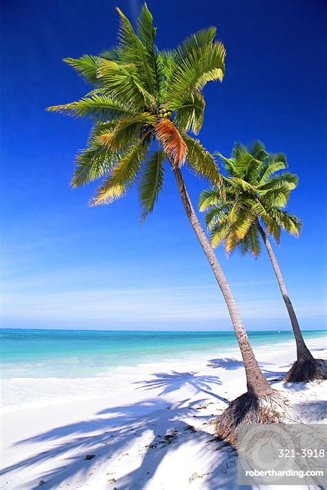 Palm Tree White Sand Beach Stock Photo