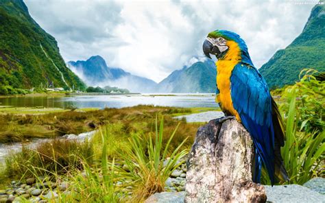 Macaw Parrot Wallpaper 67 Images