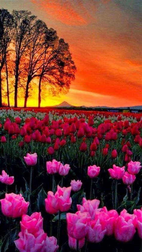 Tulips In Beautiful Sunset Beautiful Landscapes
