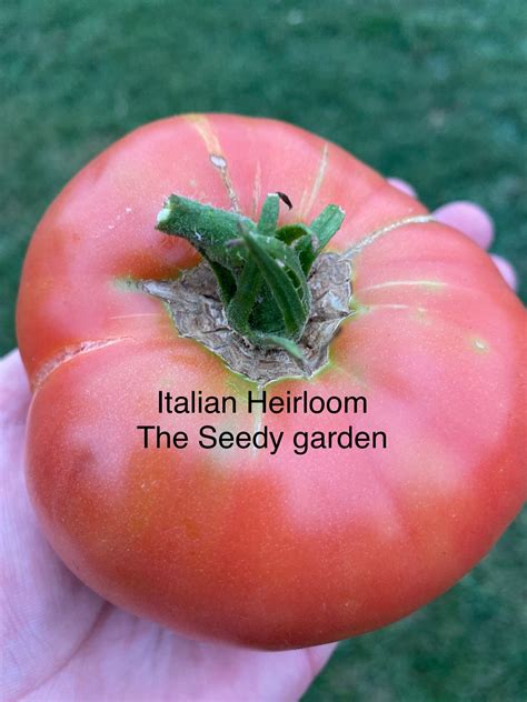 Italian Heirloom Tomato Seeds Etsy
