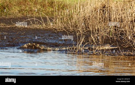 Small American Alligator Sunning By Water Golden Hour Light