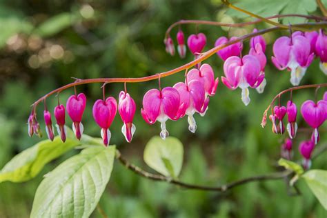 Check out some new plants for sunny or shady areas that will give you blooms in the early spring and keep their leaves year round. 11 Best Perennial Flowers for Early Spring