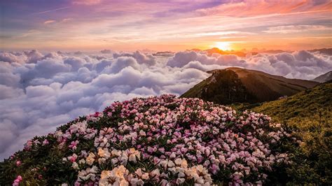 Mountain Flowers In The Clouds