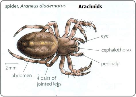 Diagram Class Arachnida Diagram Mydiagramonline