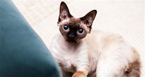 10 Cat Breeds That Dont Shed Animal Hype Cat Breeds Cute Cats Cats