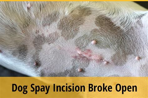 Dog Spay Incision Broke Open What You Should Do Zooawesome