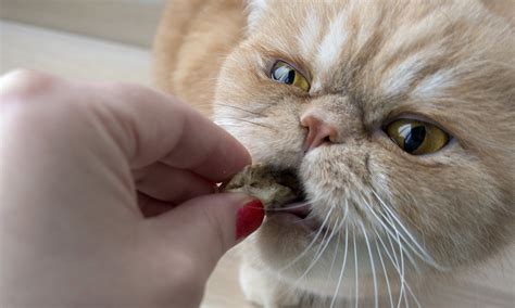 Although persians tend to be relaxed and easygoing, they also command an air of royalty. Persian Cat Food - The Best Way To Feed Your Flat Faced Kitty