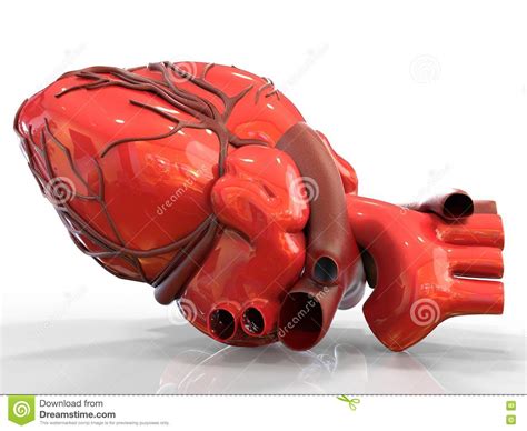 Model Of Artificial Human Heart 3d Rendering Stock Illustration