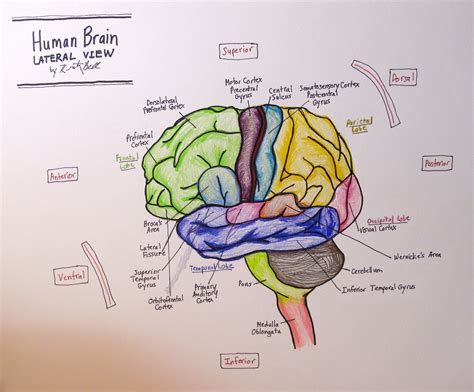 Brain Drawing With Labels At Getdrawings Free Download