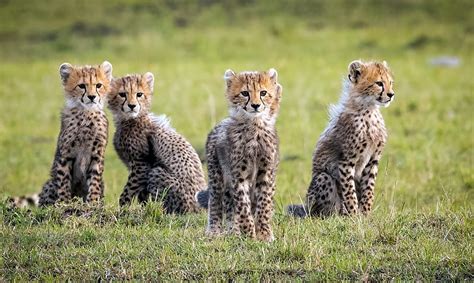 Cats Cheetah Baby Animal Big Cat Cub Hd Wallpaper Peakpx