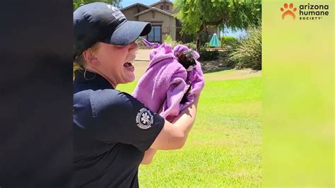 Caught On Camera EAMTs Race To Save Kitten Trapped In A Storm Drain