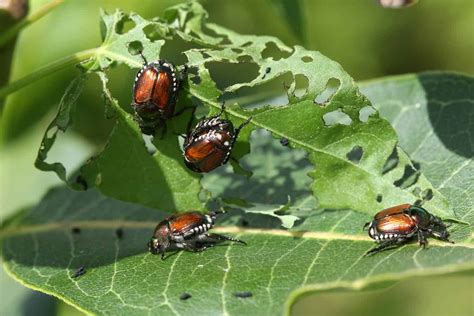 everything about japanese beetle control in colorado