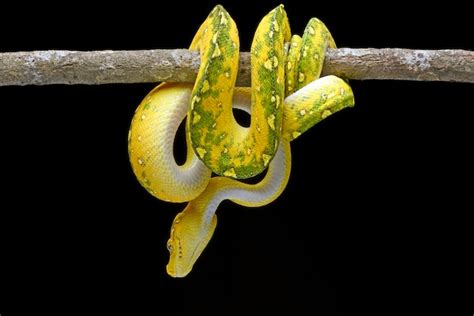 Premium Photo A Yellow Snake Is Wrapped Around A Branch