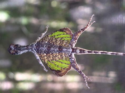 Flying Dragon Lizard