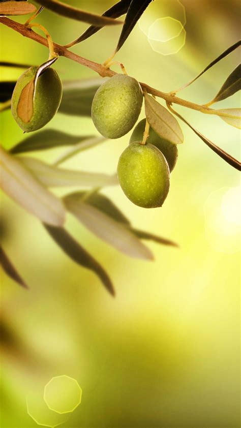 Olive Wallpapers Wallpaper Cave