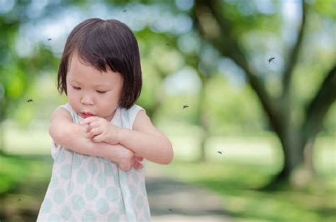 Waspada Demam Berdarah, Ini Cara Mencegah Gigitan Nyamuk ...