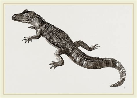 Pike Nosed Caiman Or Alligator Drawing By Litz Collection