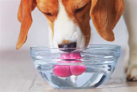 14 Simple Tricks To Get Your Dog To Drink More Water Pawleaks