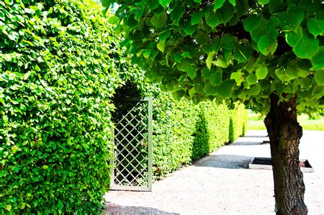 We did not find results for: DIE SCHÖNSTE HECKE FÜR DEINEN GARTEN - 10 TOLLE VORSCHLÄGE ...