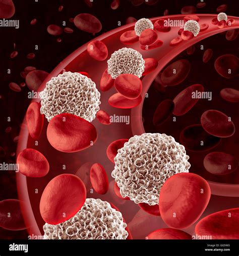 Types Of White Blood Cells And Functions