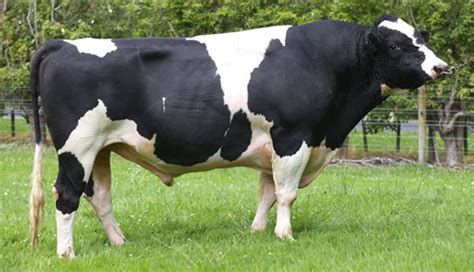 Holstein Friesian Breeding Bull San Ray Fm Beamer In Hall Of Fame Lic