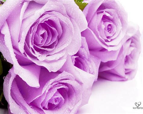 All of these purple flowers background images and vectors have high resolution and can be used as banners, posters or wallpapers. gousicteco: Light Purple Flowers Tumblr Images