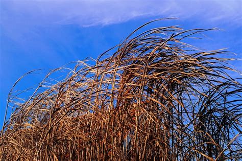 Reed Nature Grass Pond Free Photo On Pixabay Pixabay