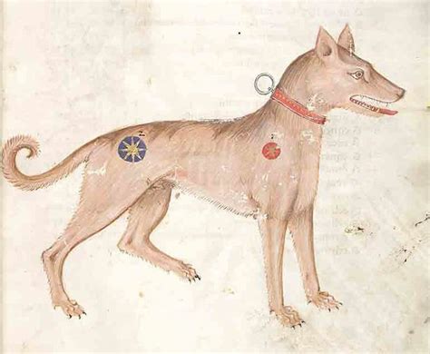 Medieval War Dogs Military Amino Amino
