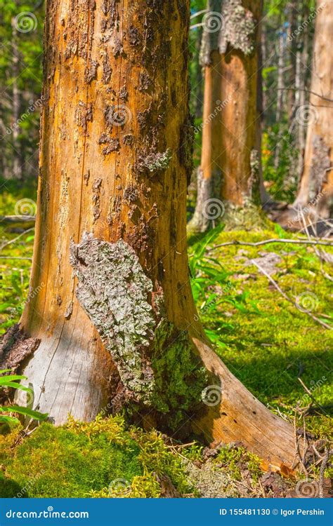 Tree Trunk With Bark Stock Photo Image Of Field Earth 155481130