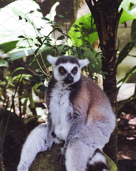 Funny Lemur Containing Lemur Zoo Animals And Zoo Animal Stock