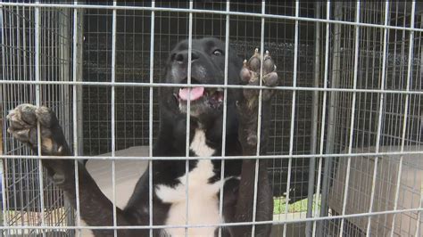 Dogs rescued from hoarding conditions are up for adoption | 11alive.com