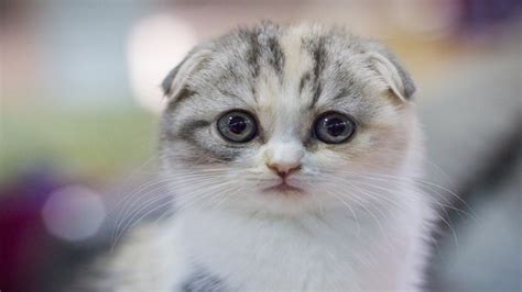 Cute Kittens Cutest Scottish Fold Kittens Youtube