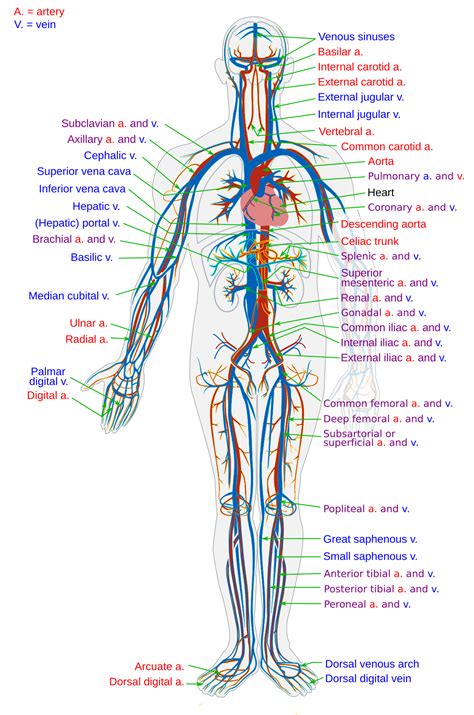 Circulatory system - Wikipediam.org