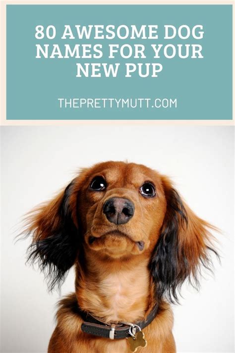 80 Awesome Dog Names For Your New Puppy Best Dog Names Dog Names