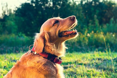 Noisy Breathing In Dogs Symptoms Causes Diagnosis Treatment