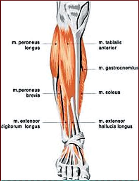 Lower Limb Muscles Labeled