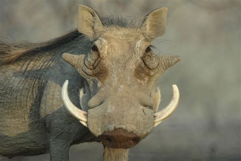 Hunting Warthog With Watervale Safaris