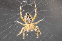 Maybe you would like to learn more about one of these? Spider Symbolism - Spider Superstition - Spider Legend